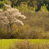 Spring Passion